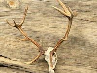 Edelhert - schedel met gewei - afbeelding 3 van  7
