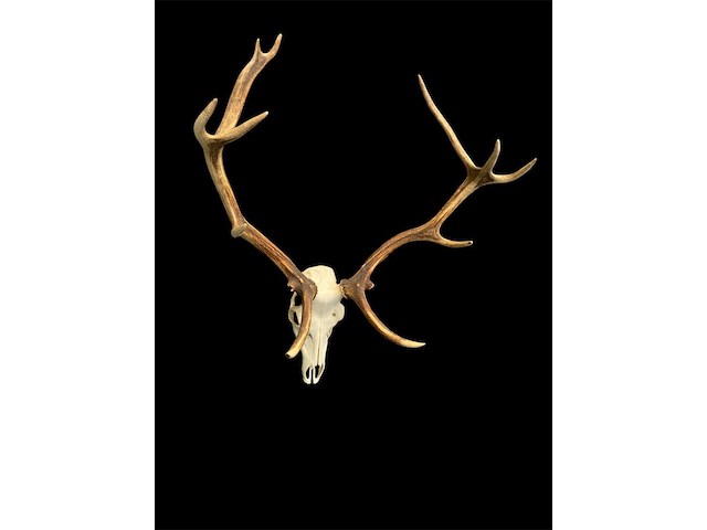 Edelhert - schedel met gewei - afbeelding 4 van  7