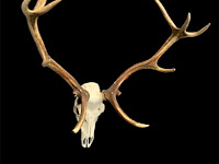 Edelhert - schedel met gewei - afbeelding 4 van  7