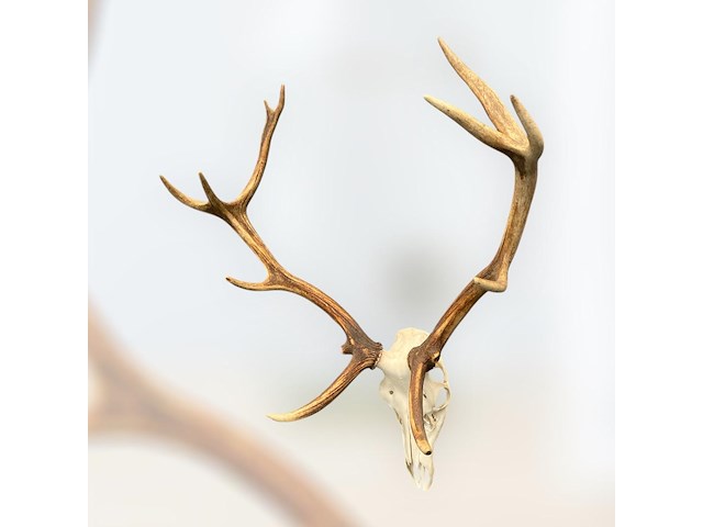 Edelhert - schedel met gewei - afbeelding 5 van  7