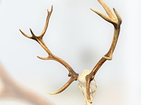 Edelhert - schedel met gewei - afbeelding 5 van  7