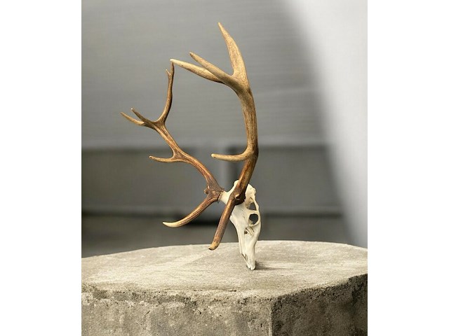 Edelhert - schedel met gewei - afbeelding 6 van  7