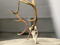 Edelhert - schedel met gewei - afbeelding 6 van  7