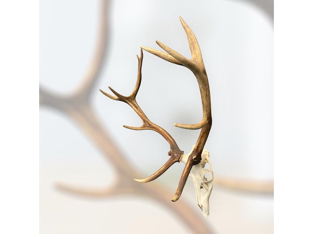 Edelhert - schedel met gewei - afbeelding 7 van  7
