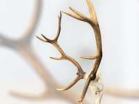Edelhert - schedel met gewei - afbeelding 7 van  7