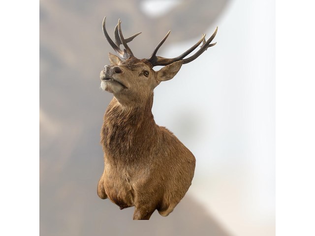 Edelhert - afbeelding 2 van  12