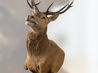 Edelhert - afbeelding 2 van  12