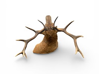 Edelhert - afbeelding 3 van  12