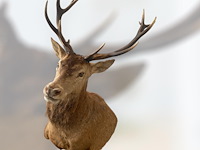 Edelhert - afbeelding 4 van  12