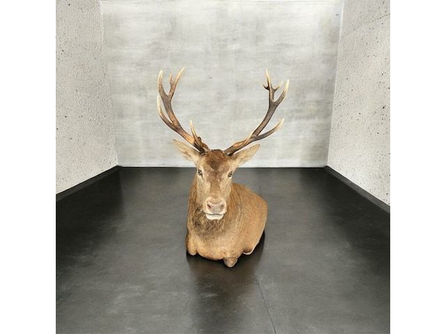 Edelhert - afbeelding 1 van  12
