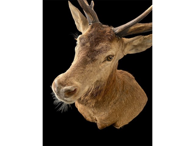 Edelhert - afbeelding 5 van  12