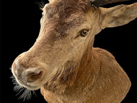 Edelhert - afbeelding 5 van  12