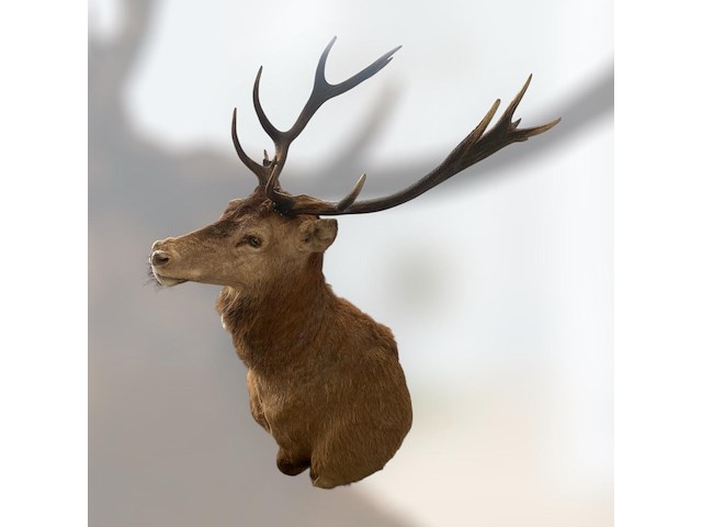 Edelhert - afbeelding 6 van  12