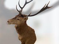 Edelhert - afbeelding 6 van  12