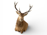 Edelhert - afbeelding 7 van  12