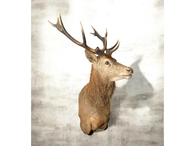 Edelhert - afbeelding 8 van  12