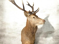 Edelhert - afbeelding 8 van  12