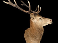 Edelhert - afbeelding 9 van  12