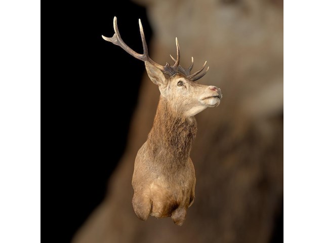 Edelhert - afbeelding 10 van  12