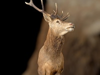 Edelhert - afbeelding 10 van  12