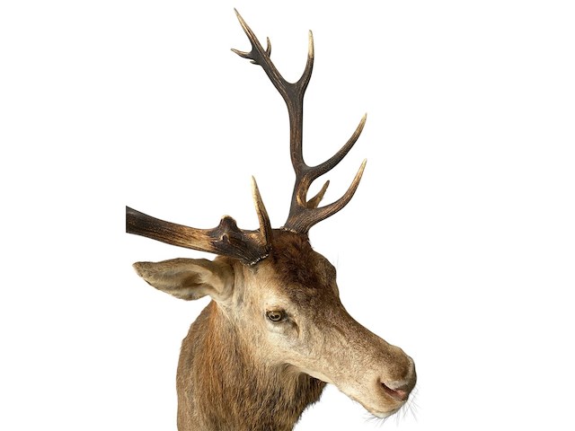 Edelhert - afbeelding 11 van  12