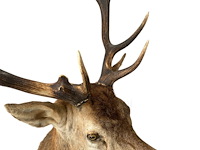 Edelhert - afbeelding 11 van  12