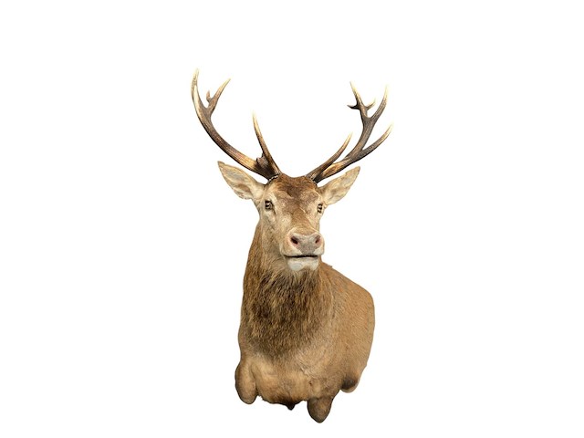 Edelhert - afbeelding 12 van  12