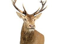 Edelhert - afbeelding 12 van  12