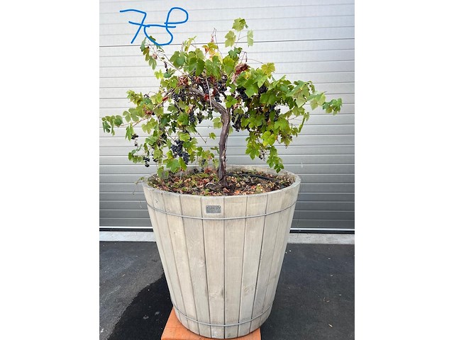 Eiken plantenbak met druivelaar - afbeelding 1 van  4