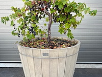 Eiken plantenbak met druivelaar - afbeelding 1 van  4