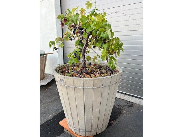 Eiken plantenbak met druivelaar - afbeelding 2 van  4