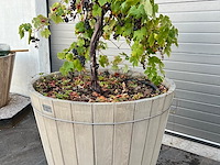 Eiken plantenbak met druivelaar - afbeelding 2 van  4