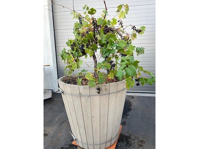 Eiken plantenbak met druivelaar - afbeelding 3 van  4