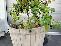 Eiken plantenbak met druivelaar - afbeelding 3 van  4