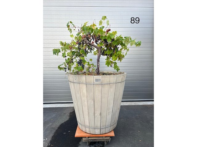 Eiken plantenbak met druivelaar - afbeelding 4 van  4