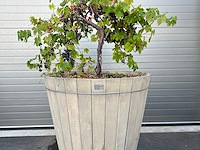 Eiken plantenbak met druivelaar - afbeelding 4 van  4