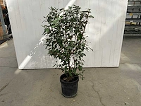 Elaeagnus (10x)