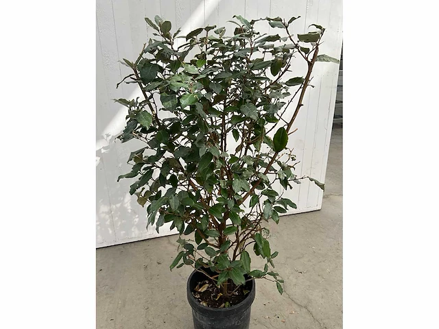 Elaeagnus (10x) - afbeelding 3 van  6