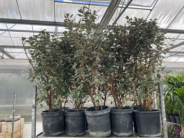 Elaeagnus (10x) - afbeelding 4 van  6