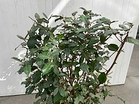 Elaeagnus (10x) - afbeelding 2 van  6