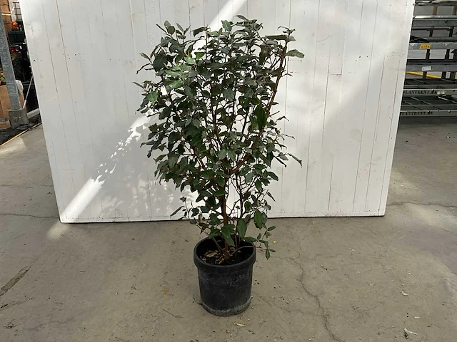 Elaeagnus (10x) - afbeelding 1 van  6