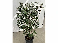 Elaeagnus (10x) - afbeelding 3 van  6