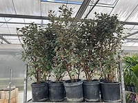 Elaeagnus (10x) - afbeelding 4 van  6