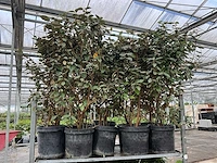 Elaeagnus (10x) - afbeelding 5 van  6