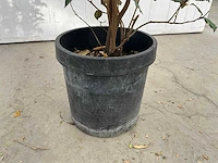 Elaeagnus (10x) - afbeelding 6 van  6