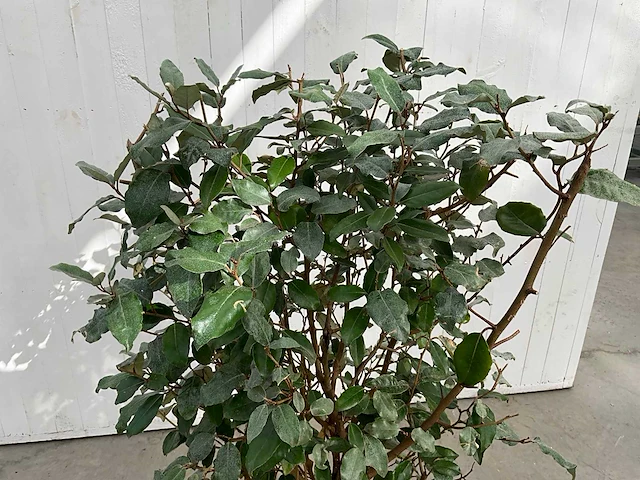 Elaeagnus (10x) - afbeelding 2 van  6