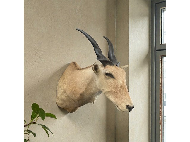 Eland - zuid-afrika - afbeelding 1 van  7