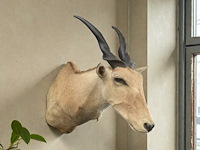 Eland - zuid-afrika - afbeelding 1 van  7