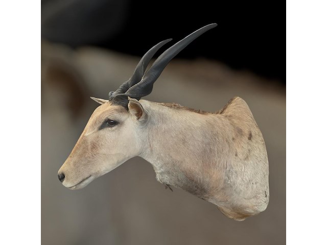 Eland - zuid-afrika - afbeelding 2 van  7