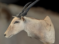 Eland - zuid-afrika - afbeelding 2 van  7